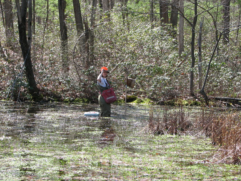 Studying the insects and small animals in a vernal pool involves sampling with a net. Photo Credit: Kathy Gipe